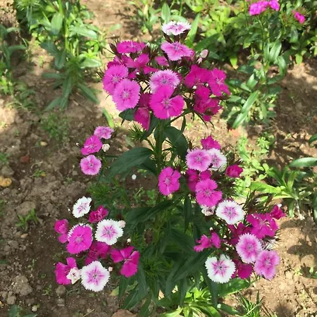 Quinta Da Mainha براغا